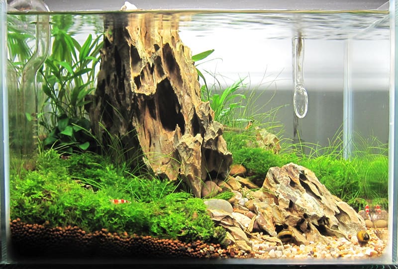 Plants That Lower Ph In Aquarium